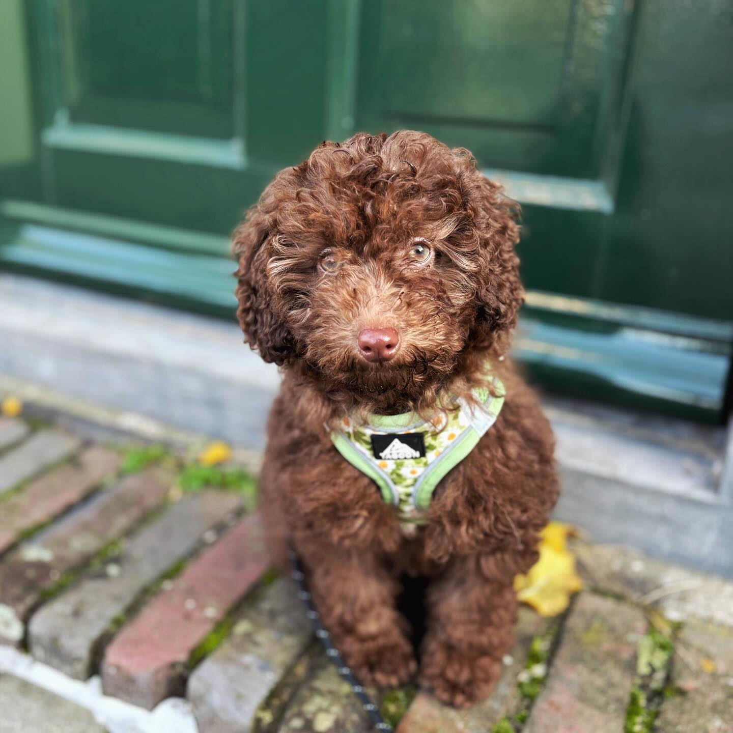 dutch_poodle_coco_1701345592_3247444658776908329_61587979863 dutch_poodle_coco_1701345592_3247444658776908329_61587979863