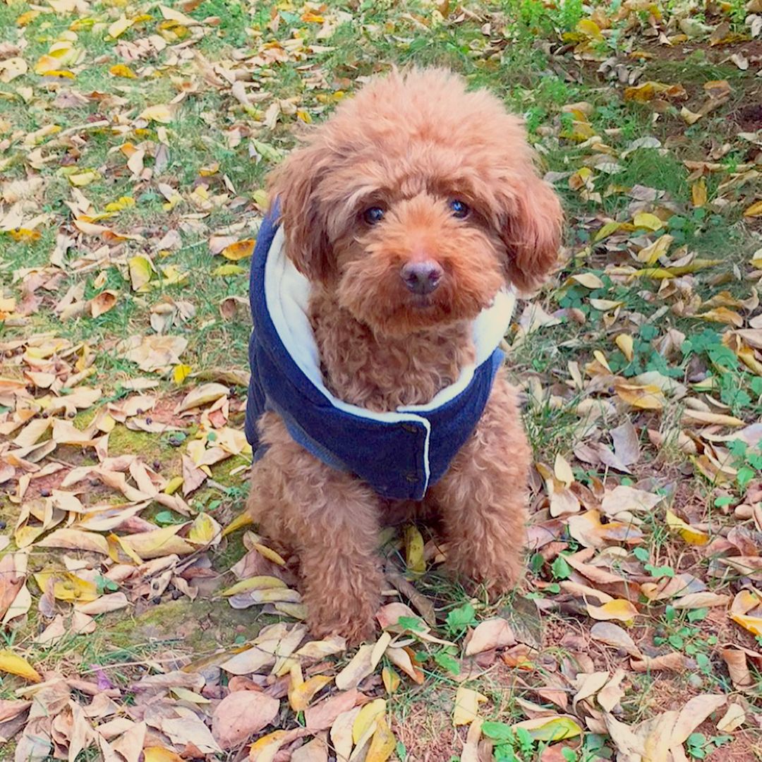poodle.puffy_1514344554_1678766254460469408_6809358870 poodle.puffy_1514344554_1678766254460469408_6809358870