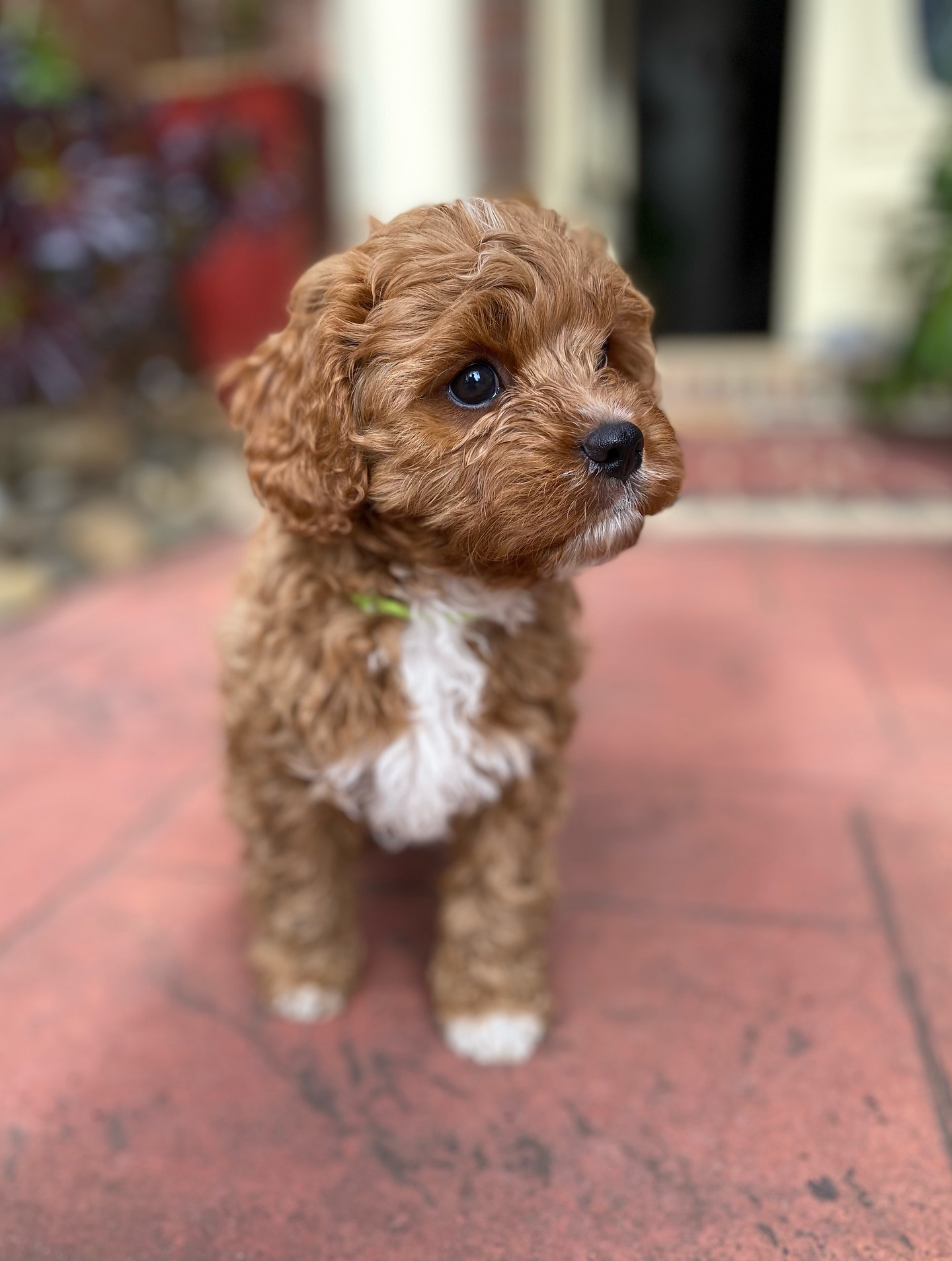 Loki (3) Loki (3)
