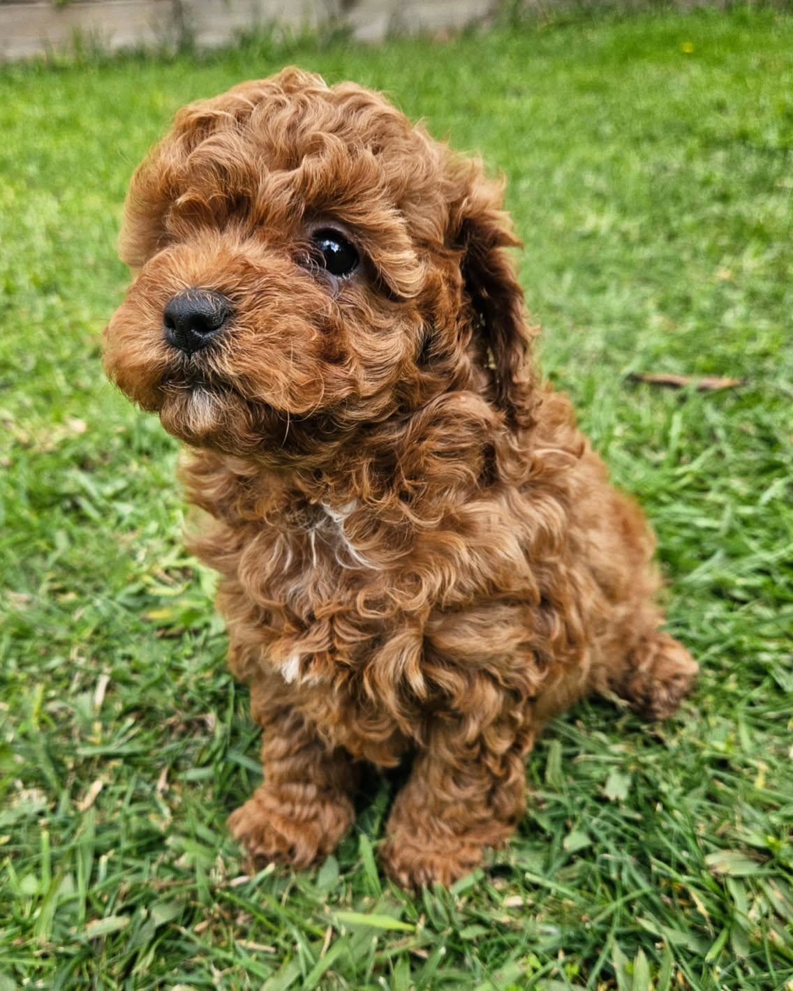 Melvis (4) Melvis (4)