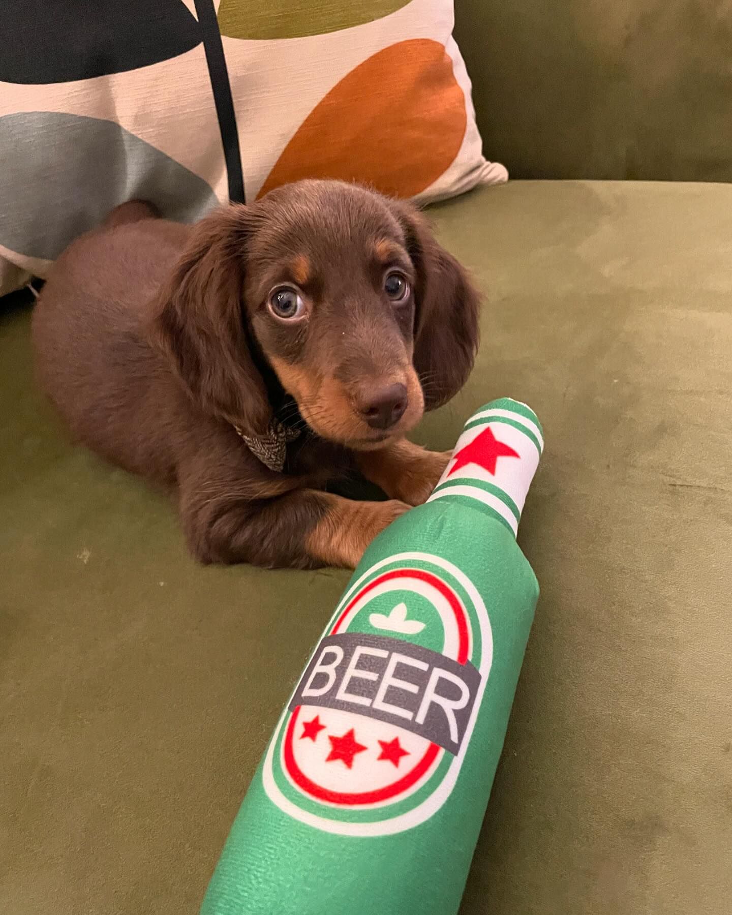 burton_the_mini_dachshund_1729980105_3487648367221678429_70095197247 burton_the_mini_dachshund_1729980105_3487648367221678429_70095197247