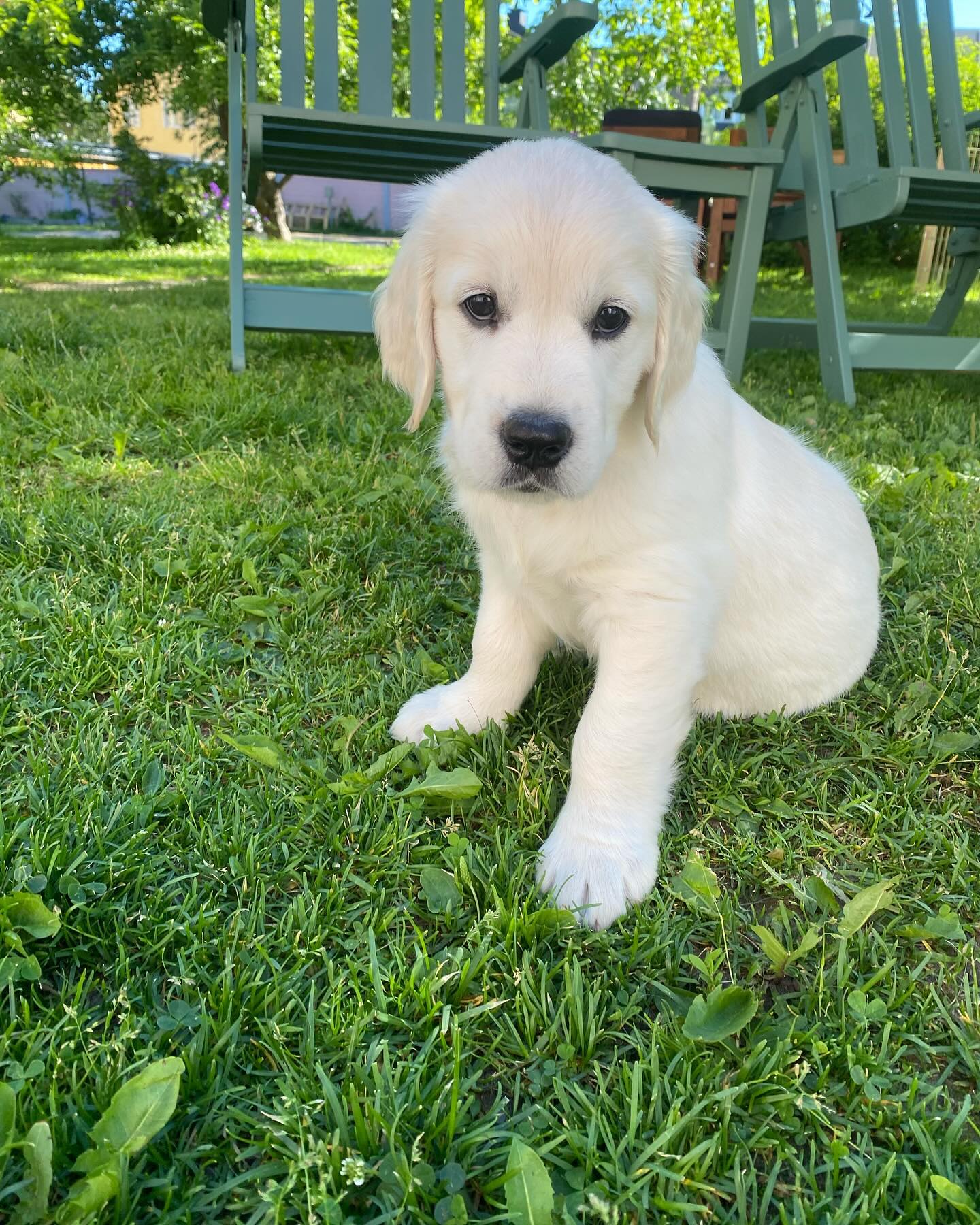 golden_retriever_selma_1719125343_3396592023542298434_67457495665 golden_retriever_selma_1719125343_3396592023542298434_67457495665
