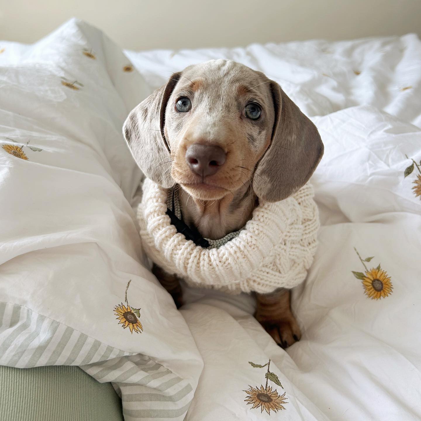 good.boy.arnold_1705319492_3280780152579198735_63857401015 good.boy.arnold_1705319492_3280780152579198735_63857401015