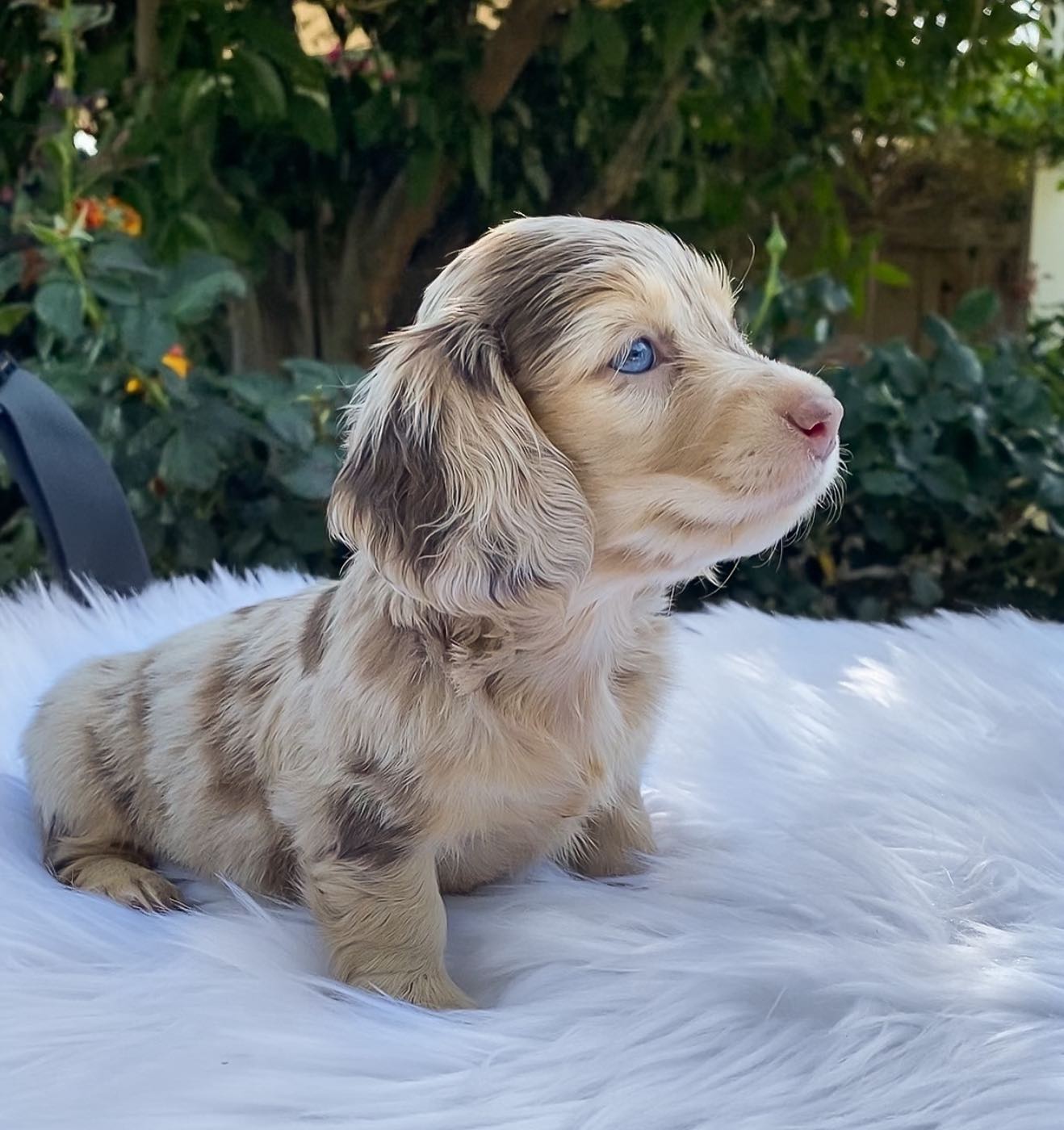 honeydewthedachshund_1591482085_2325842764829143725_34677388301 honeydewthedachshund_1591482085_2325842764829143725_34677388301