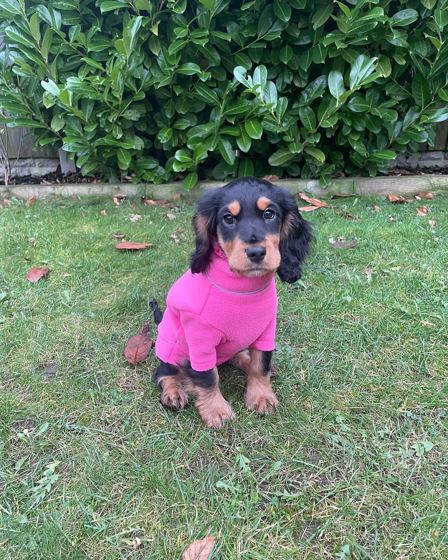 indie_the_cockerspaniel_1703684903_3267068219840157813_63878332583 indie_the_cockerspaniel_1703684903_3267068219840157813_63878332583