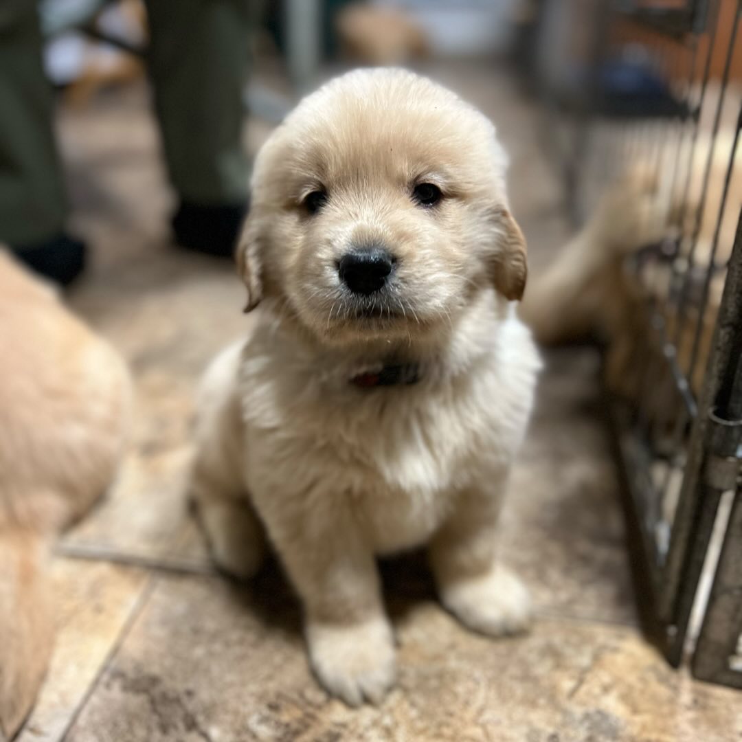 lumi.the.golden_1683512815_3097852484810355934_59550727625 lumi.the.golden_1683512815_3097852484810355934_59550727625