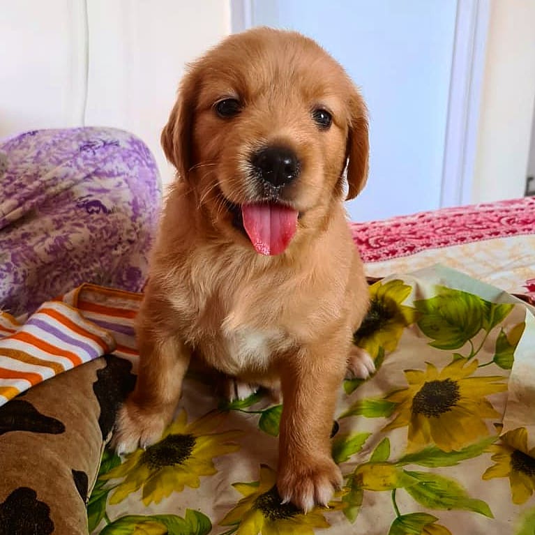 my.golden.walnut_1621006208_2573509058044666456_47251509301