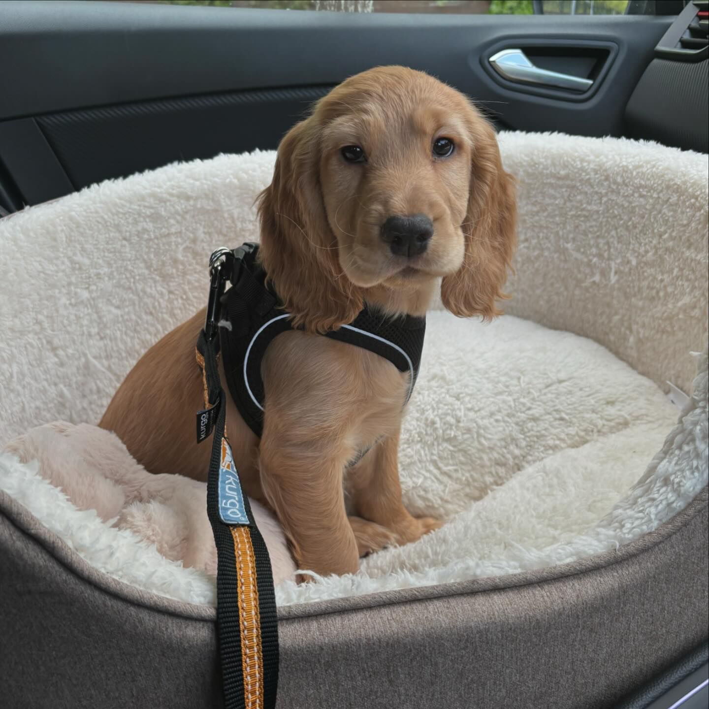 otto__thecockerspaniel_1714148182_3354840572512905313_65972944386 otto__thecockerspaniel_1714148182_3354840572512905313_65972944386