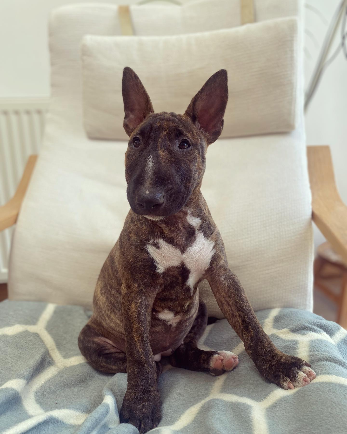 ourbullterrier_bonnie_1655477132_2862672126194197524_53596270087 ourbullterrier_bonnie_1655477132_2862672126194197524_53596270087