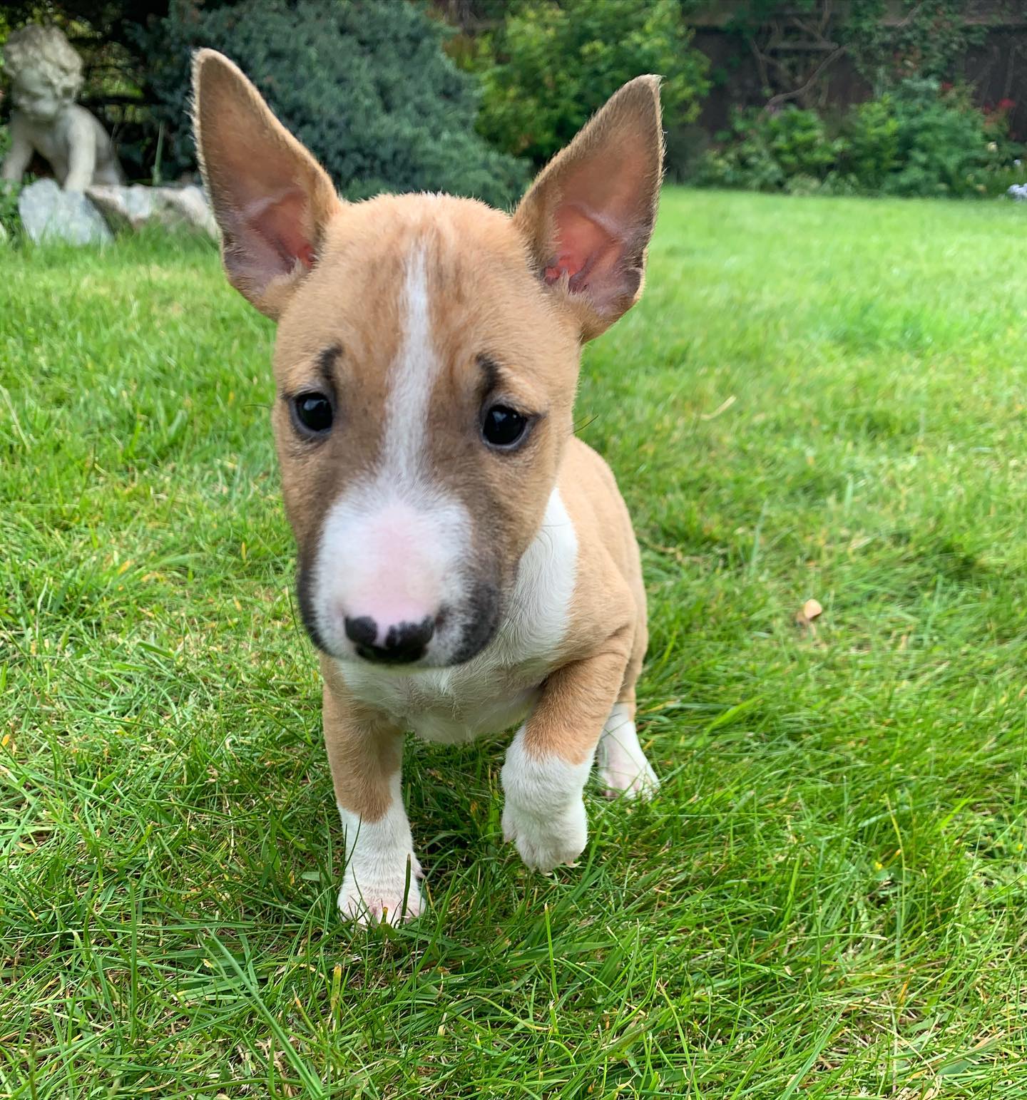poppy_the_english_bull_terrier_1589654198_2310509339145740948_35580853314 poppy_the_english_bull_terrier_1589654198_2310509339145740948_35580853314