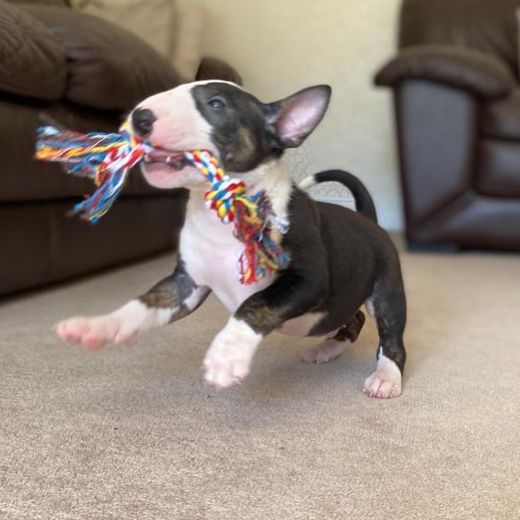 rocco.mybullterrier_1598874819_2387857512378330335_40738970679 rocco.mybullterrier_1598874819_2387857512378330335_40738970679