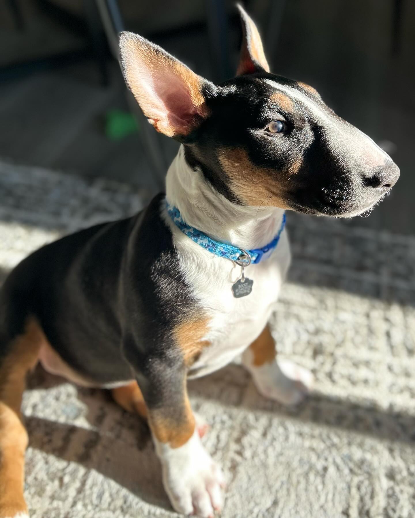 rocky__bull_terrier_1710953702_3328043330687213224_65227558723 rocky__bull_terrier_1710953702_3328043330687213224_65227558723