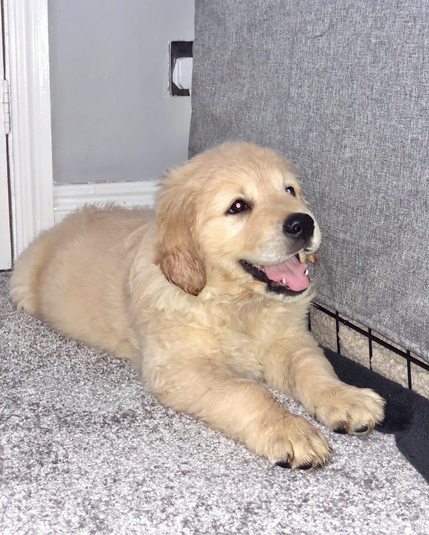 rorysgoldenlife__1622268875_2584101079732873560_47650915020 rorysgoldenlife__1622268875_2584101079732873560_47650915020